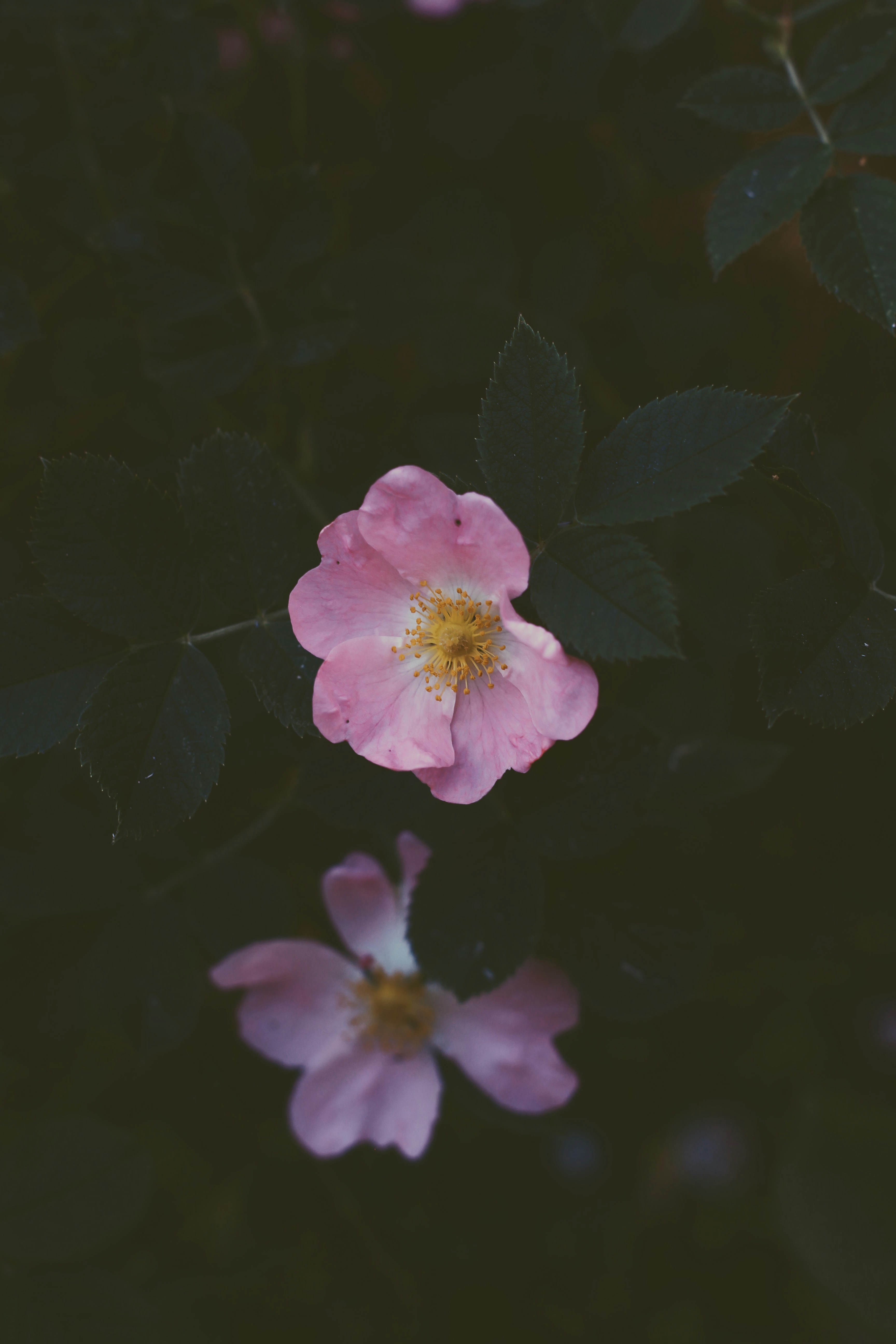 5.对比